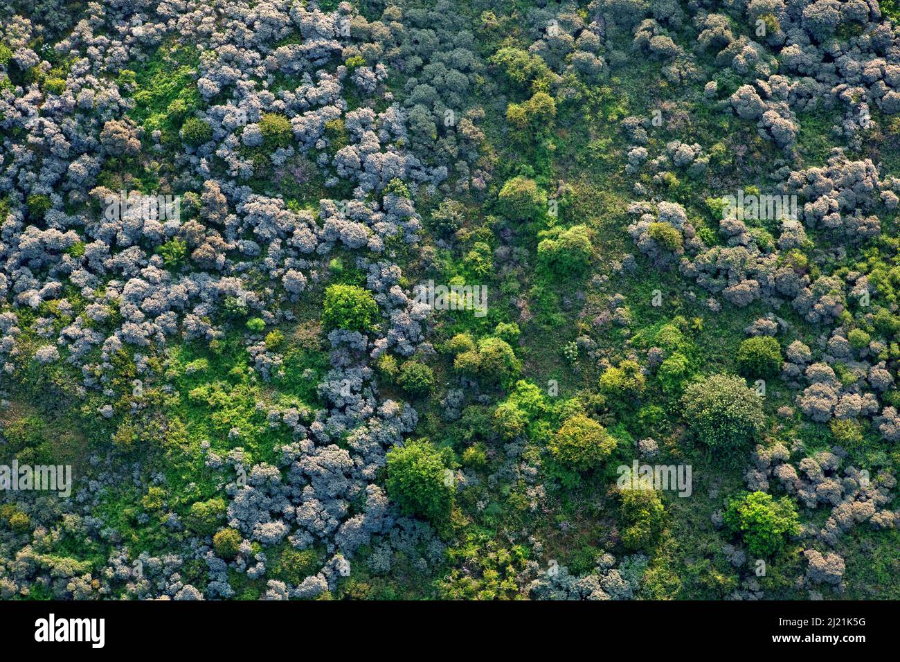 Nature reserve Oosthoekduinen, aerial view, Belgium, Flanders, De Panne Stock Photo