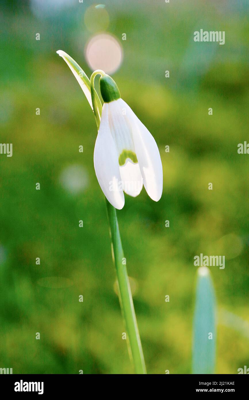 common snowdrop (Galanthus nivalis), flower in backlight, Germany Stock Photo