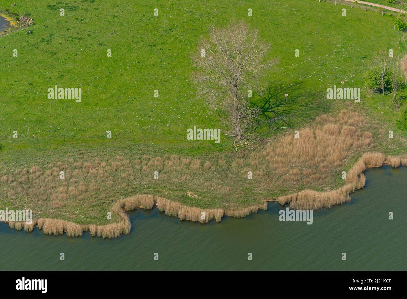 banks of the Schlei with a reed belt, aerial view, Germany, Schleswig-Holstein Stock Photo