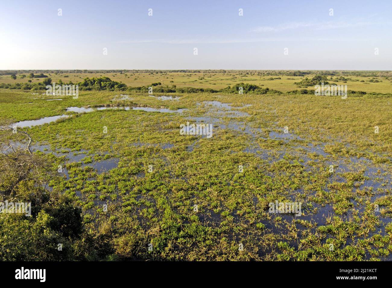 Landscape of the Pantanal, Brazil, Pantanal Stock Photo