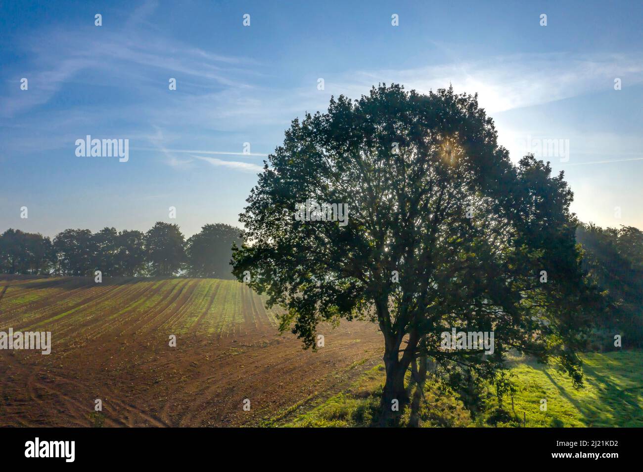 Horizontal landscape tree hi-res stock photography and images - Alamy