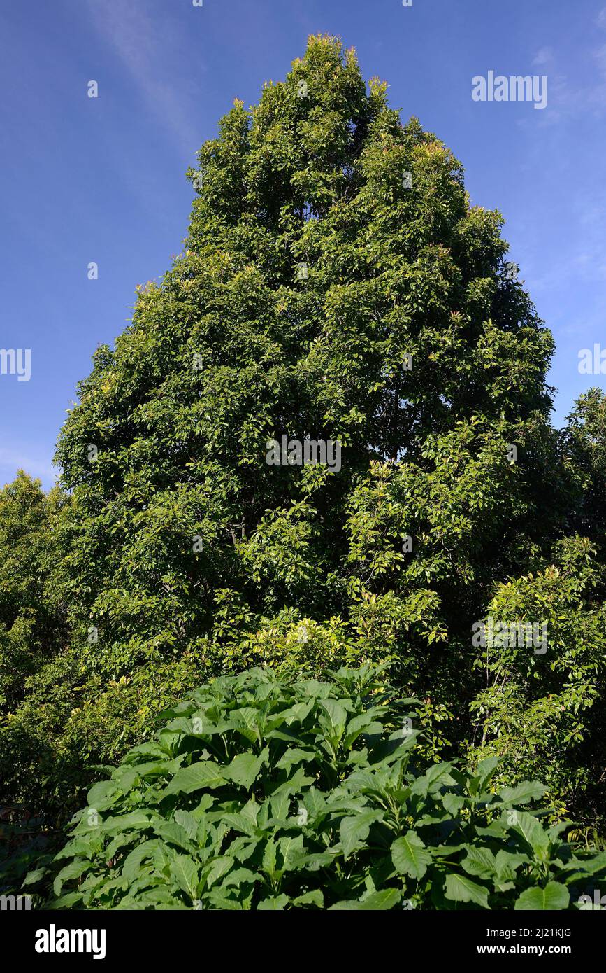 Cloves, Clove tree (Syzygium aromaticum), at wayside, Indonesia, Bali Stock Photo