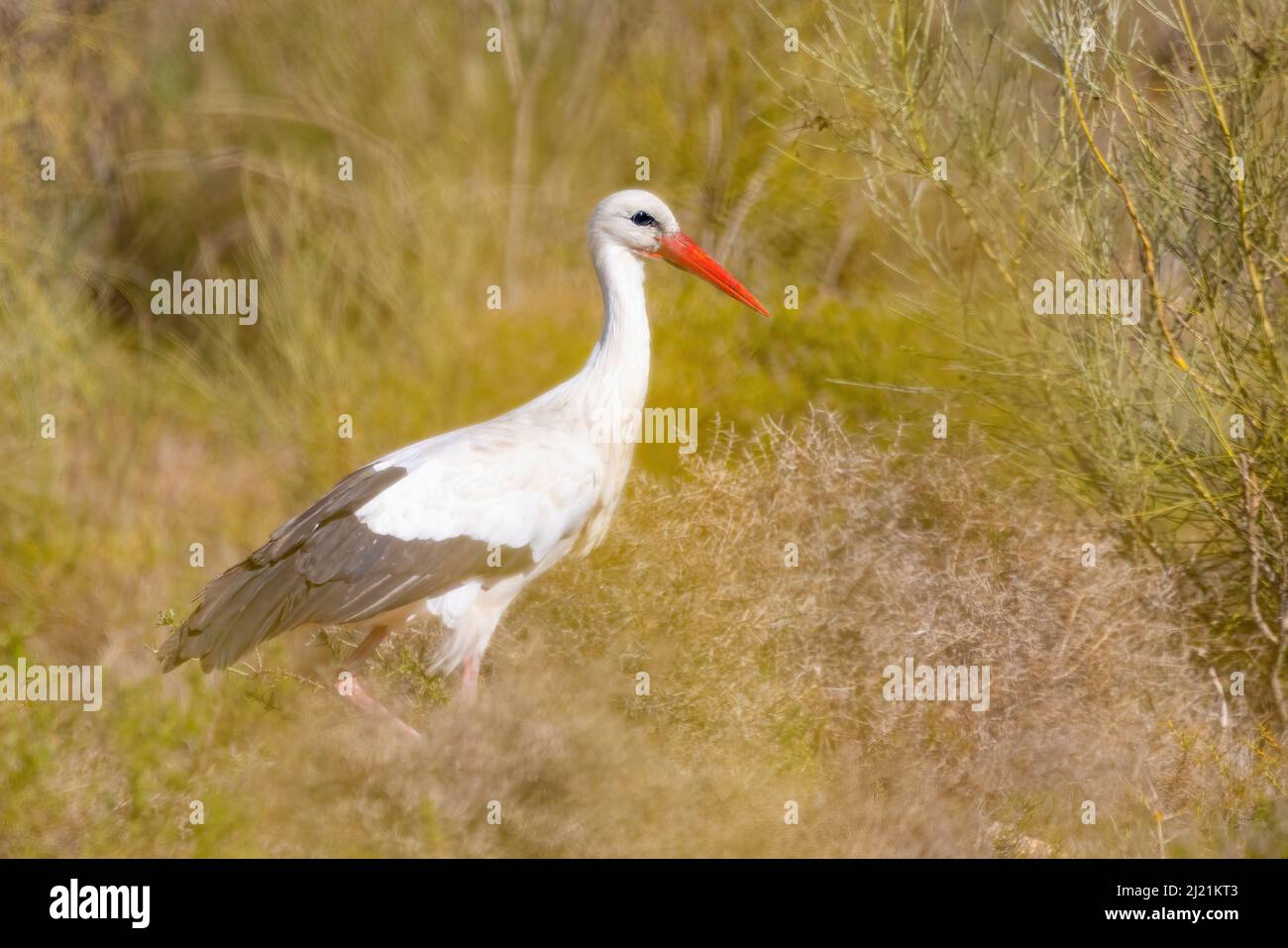A White stork, Ciconia ciconia, hidden in the forest Stock Photo