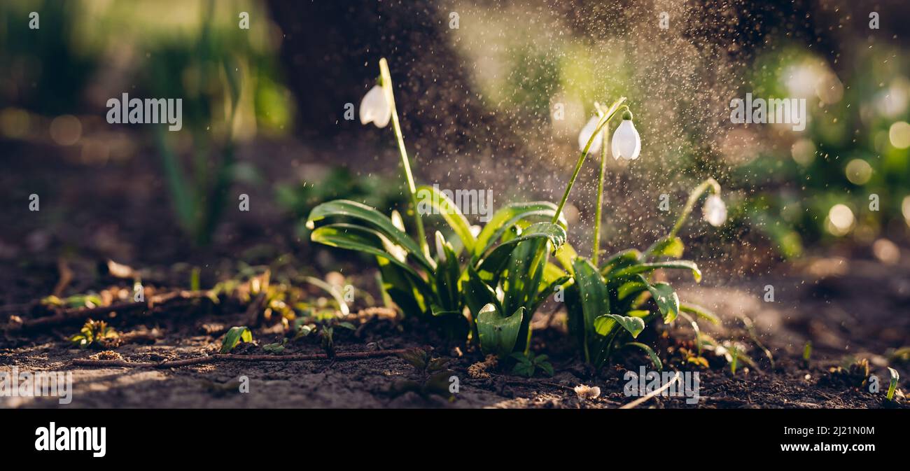 White snowdrop flower against sunset rays outdoors in spring. Long banner Stock Photo