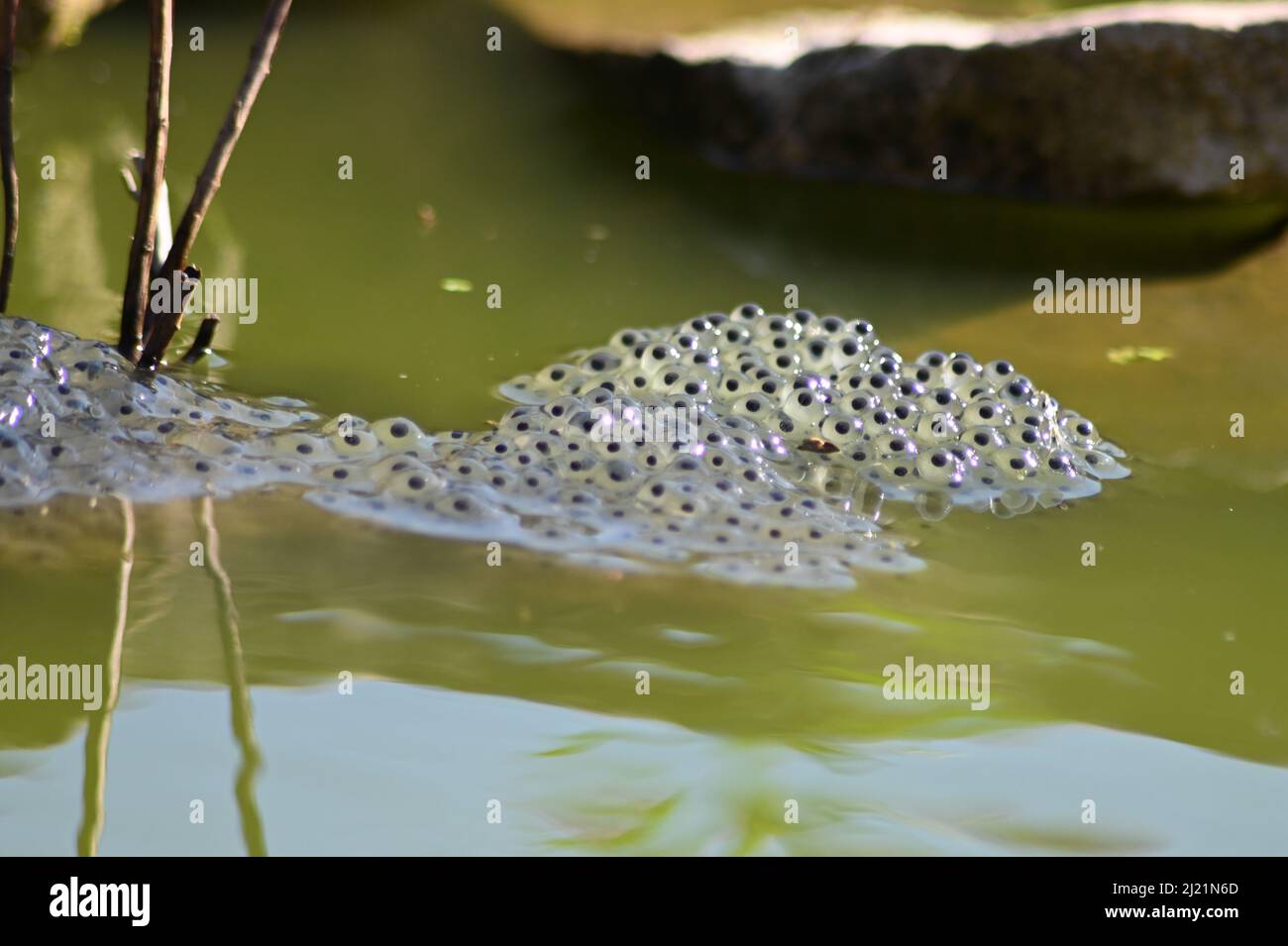 Frogs eggs, frogs spawn laying in the murky green water of natural pond