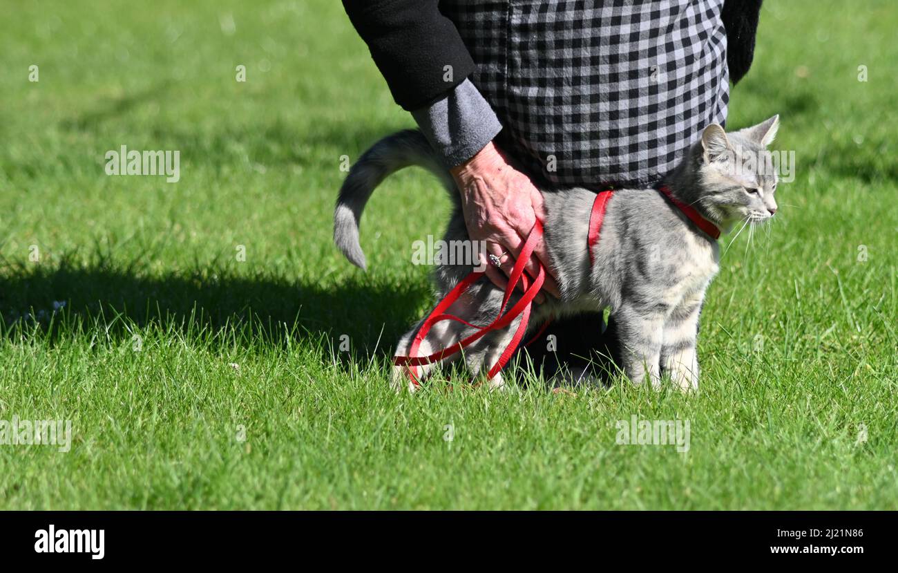 A grey adolescent tabby cat being taken on a walk in their red harness, lead on a sunny spring afternoon Stock Photo