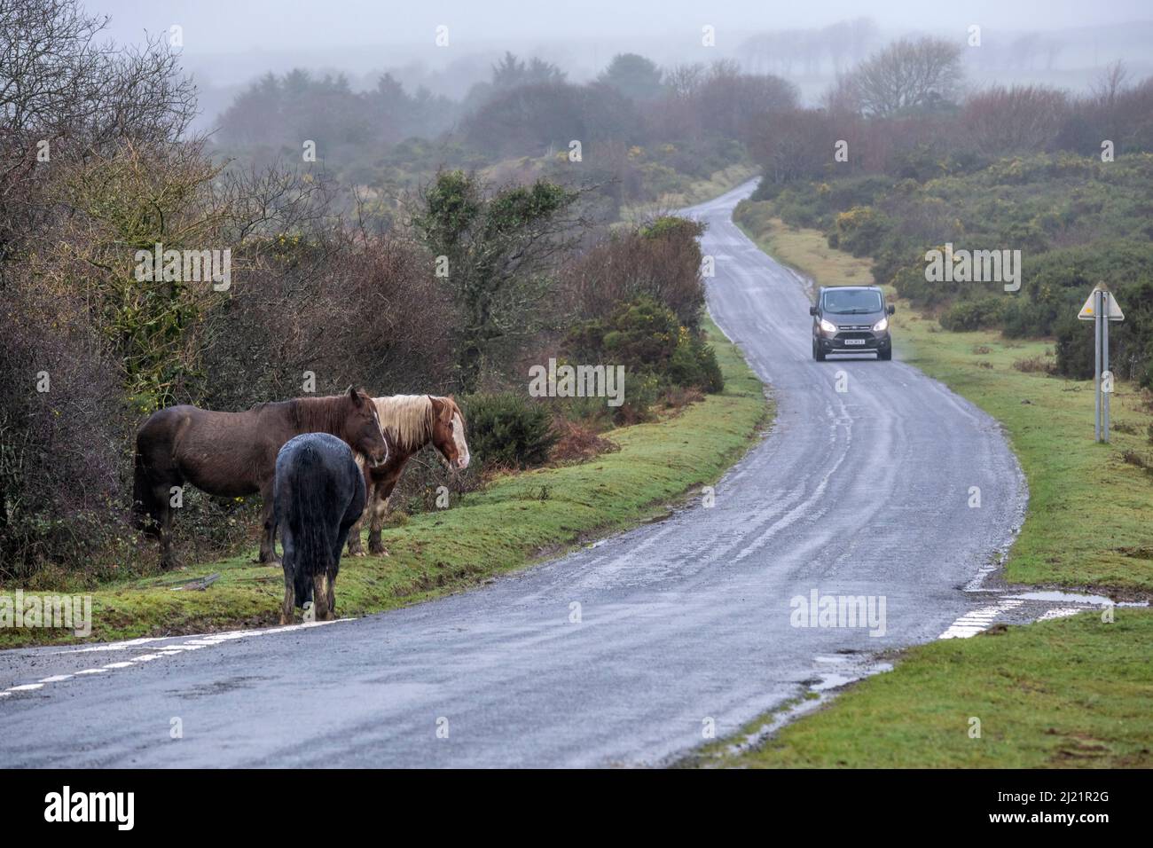 Bodmin Ponies grazing on the side of a road in miserable misty weather on the wild Goonzion Downs on Bodmin Moor; in Cornwall. Stock Photo