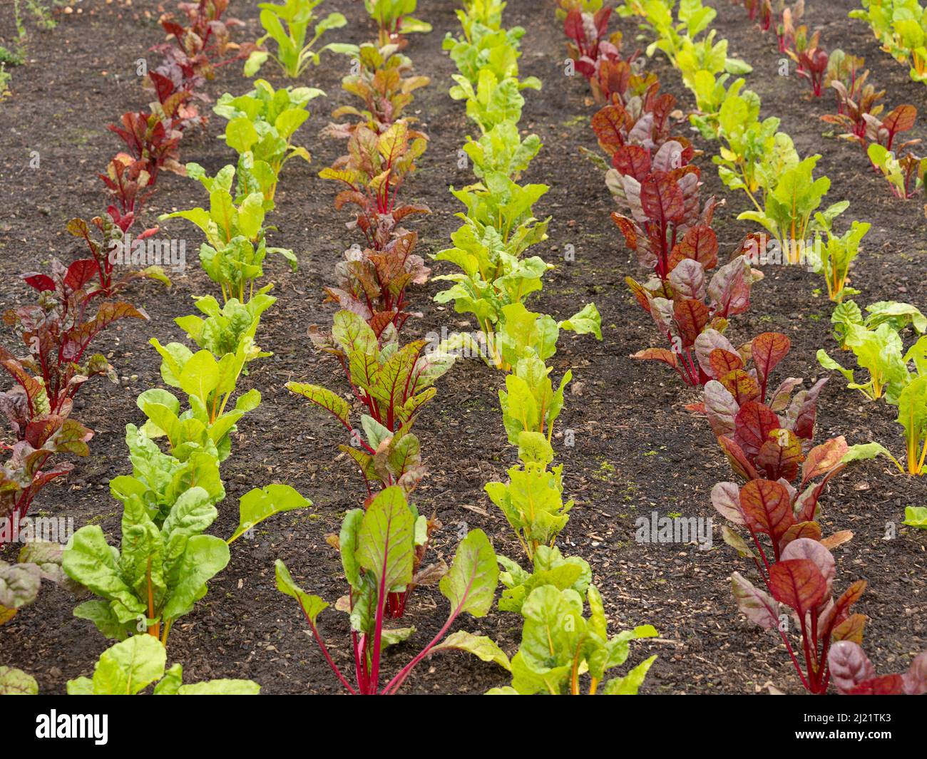 Rows of young Rainbow Chard growing in an allotment. Stock Photo