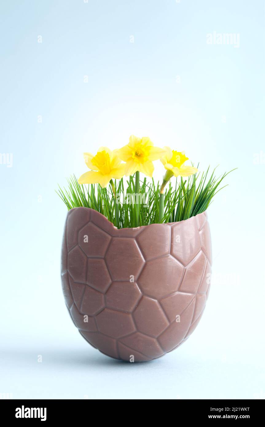 Open chocolate easter egg with spring daffodils Stock Photo