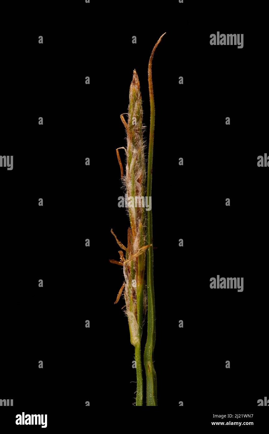 Hairy Sedge (Carex hirta).Male Spikes Closeup Stock Photo