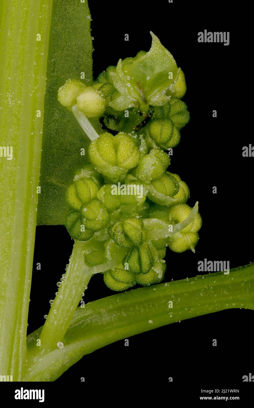Spinach (Spinacia oleracea). Male Inflorescence Detail Closeup Stock Photo