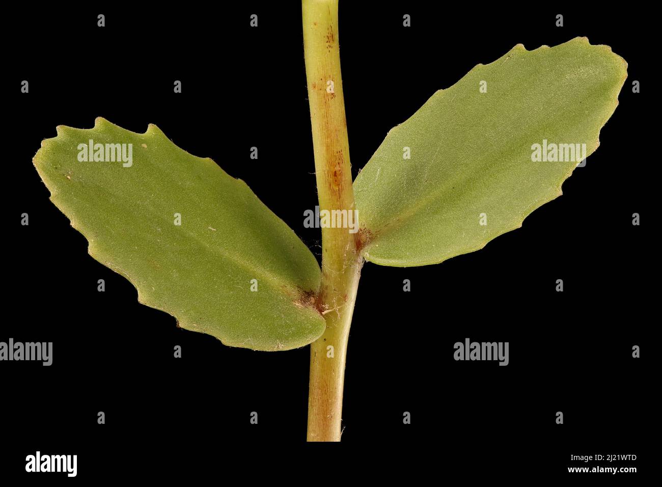 Grand Stonecrop (Hylotelephium maximum). Stem and Leaves Closeup Stock Photo