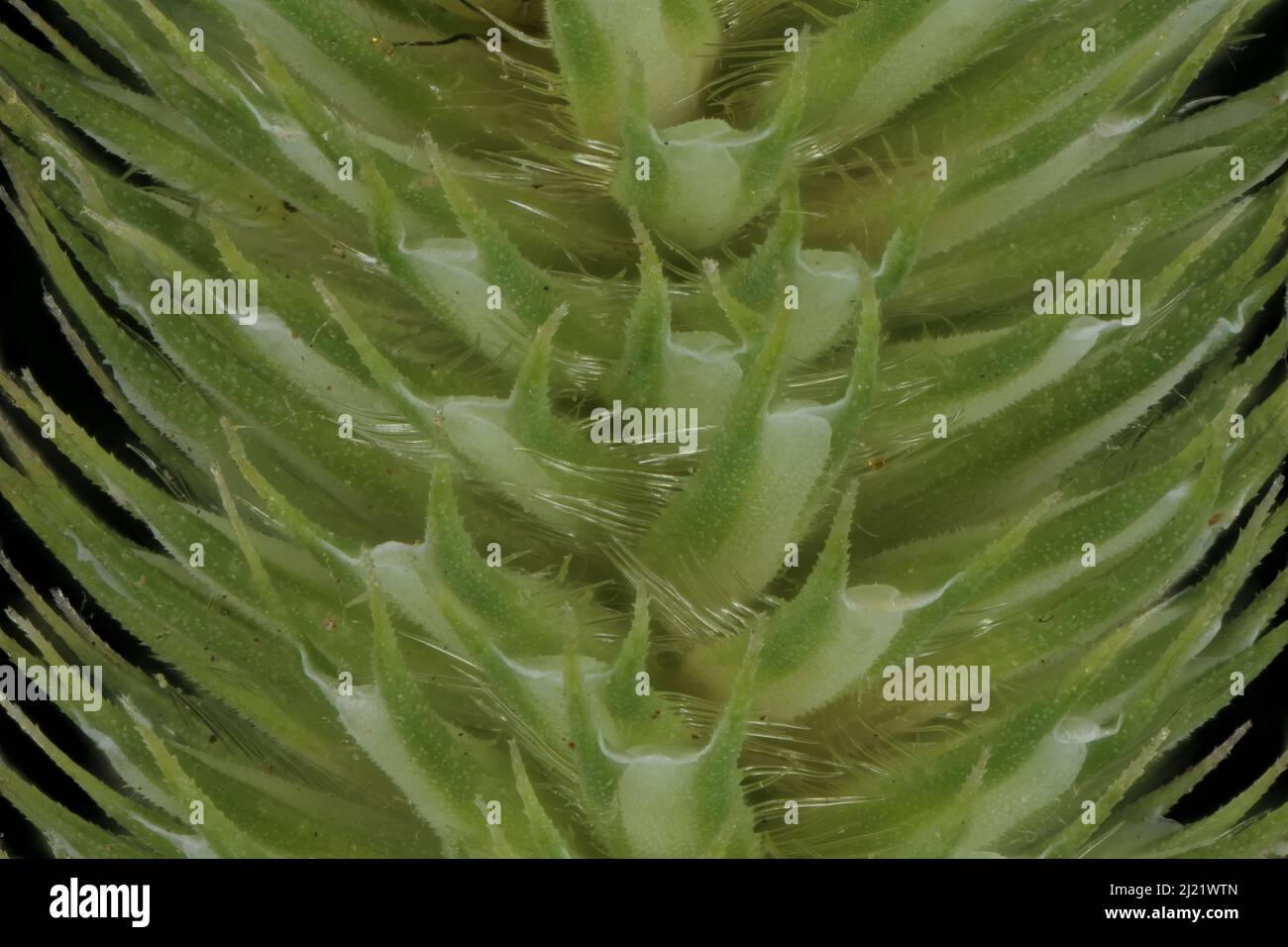 Timothy (Phleum pratense). Inflorescence Detail Closeup Stock Photo