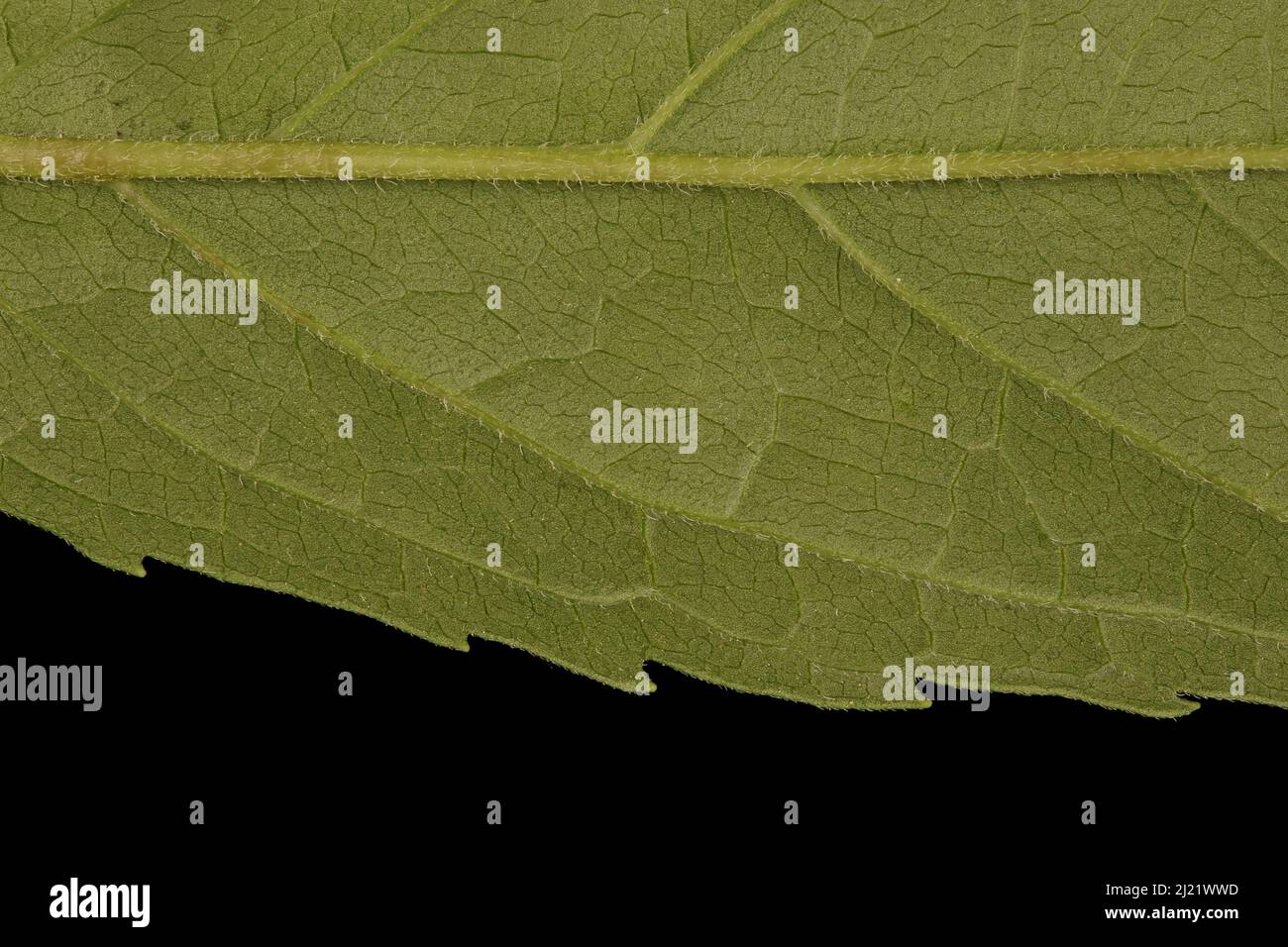 Hemp Agrimony (Eupatorium cannabinum). Leaf Detail Closeup Stock Photo