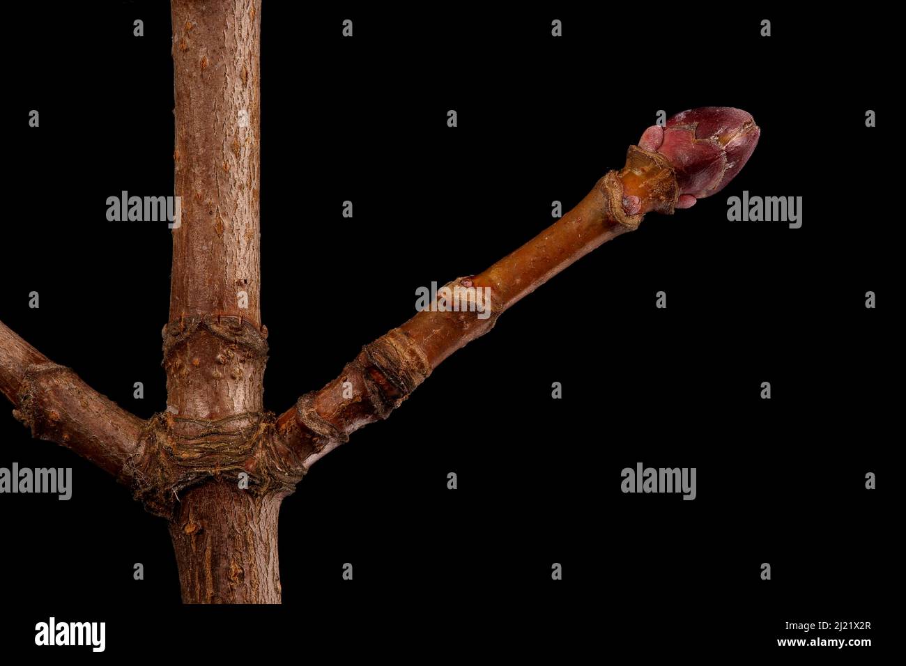 norway-maple-acer-platanoides-brachyblas
