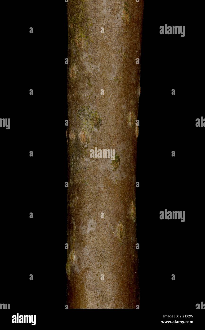 Pear (Pyrus communis). Wintering Twig Detail Closeup Stock Photo