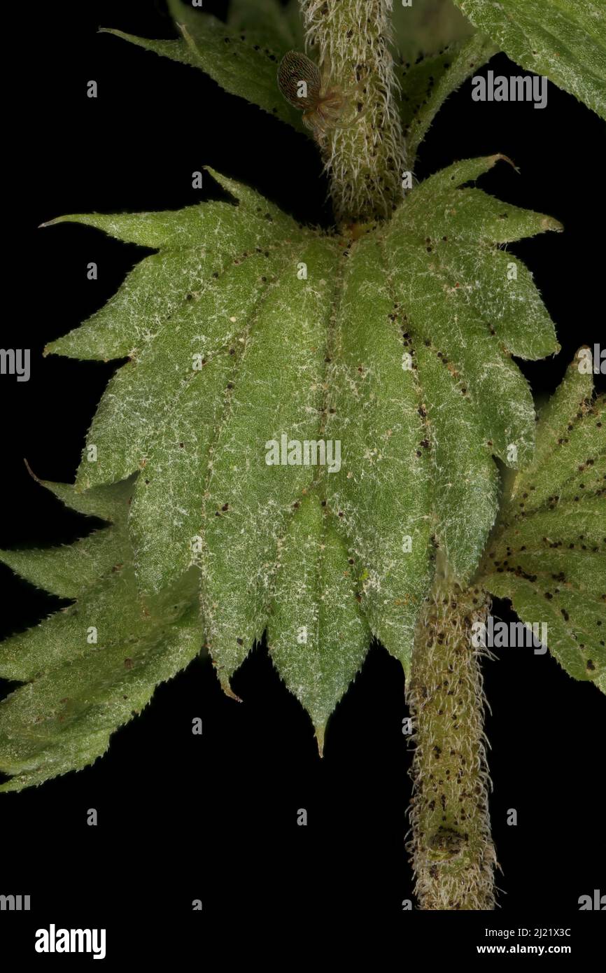 Spring Eyebright (Euphrasia x vernalis). Leaf Closeup Stock Photo