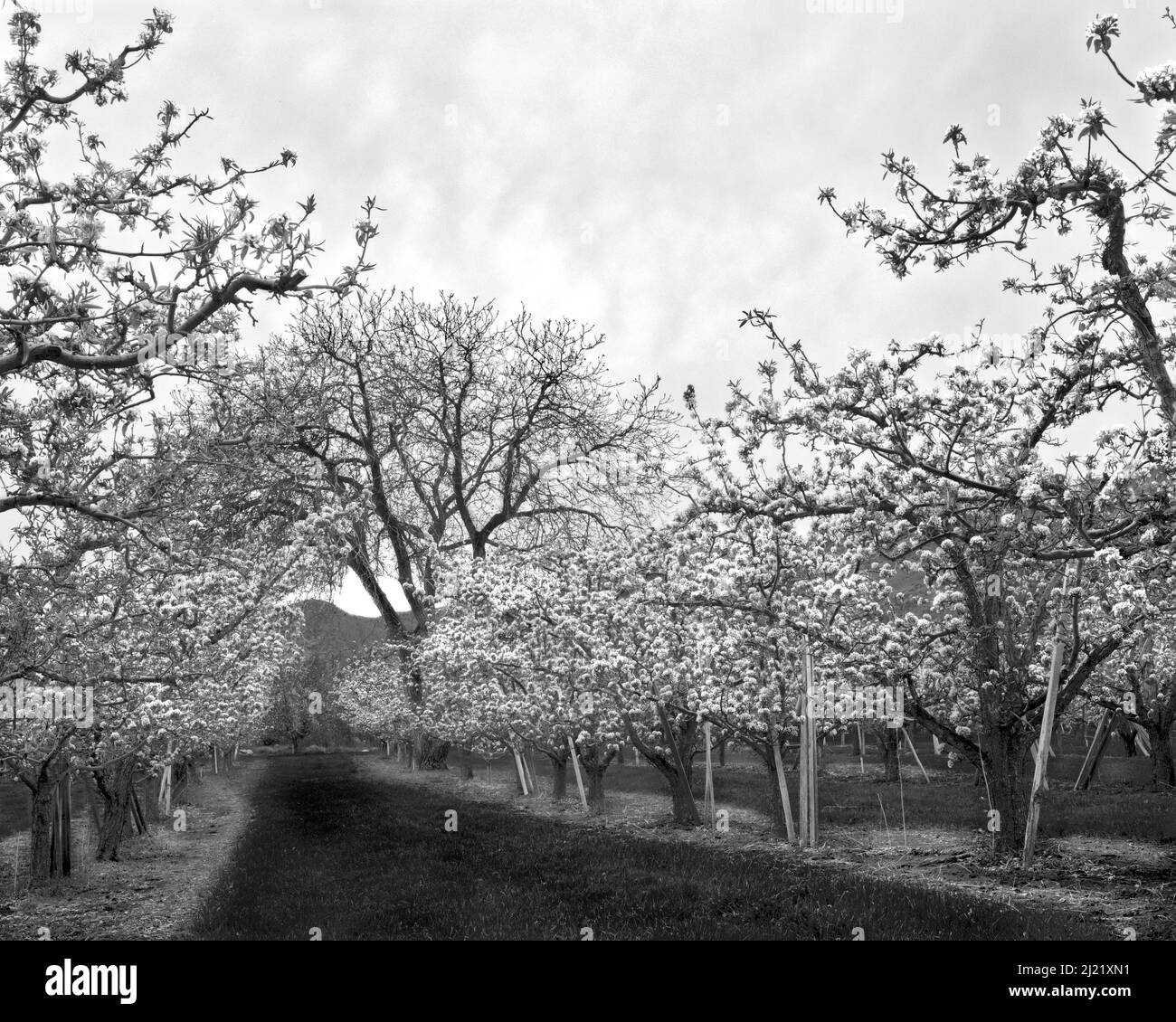 An empty road through the orchards Stock Photo Alamy