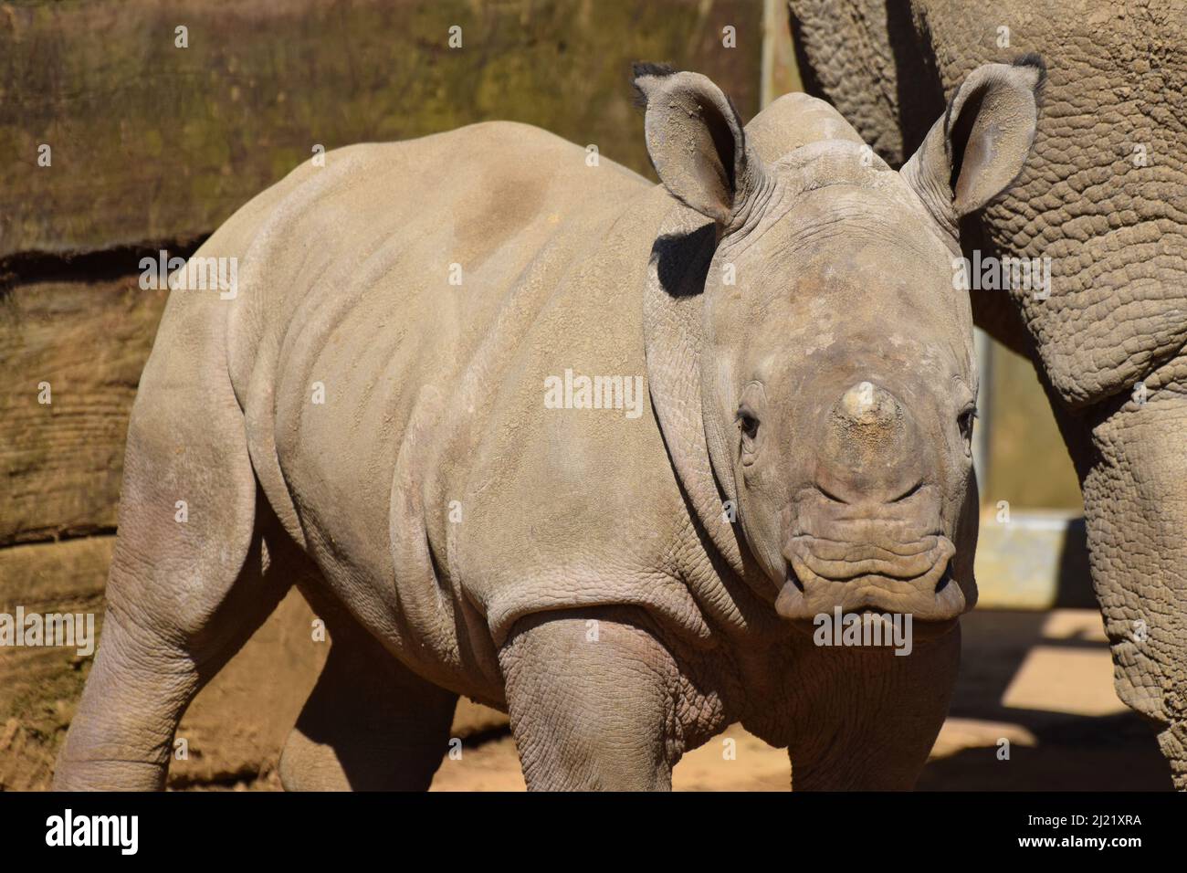 A baby southern white rhinoceros born in captivity in 2022 as part of the breeding program for white rhinos who are critically endangered in the wild Stock Photo