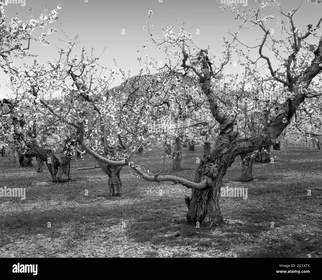 orchards bloom after a long winter Stock Photo Alamy