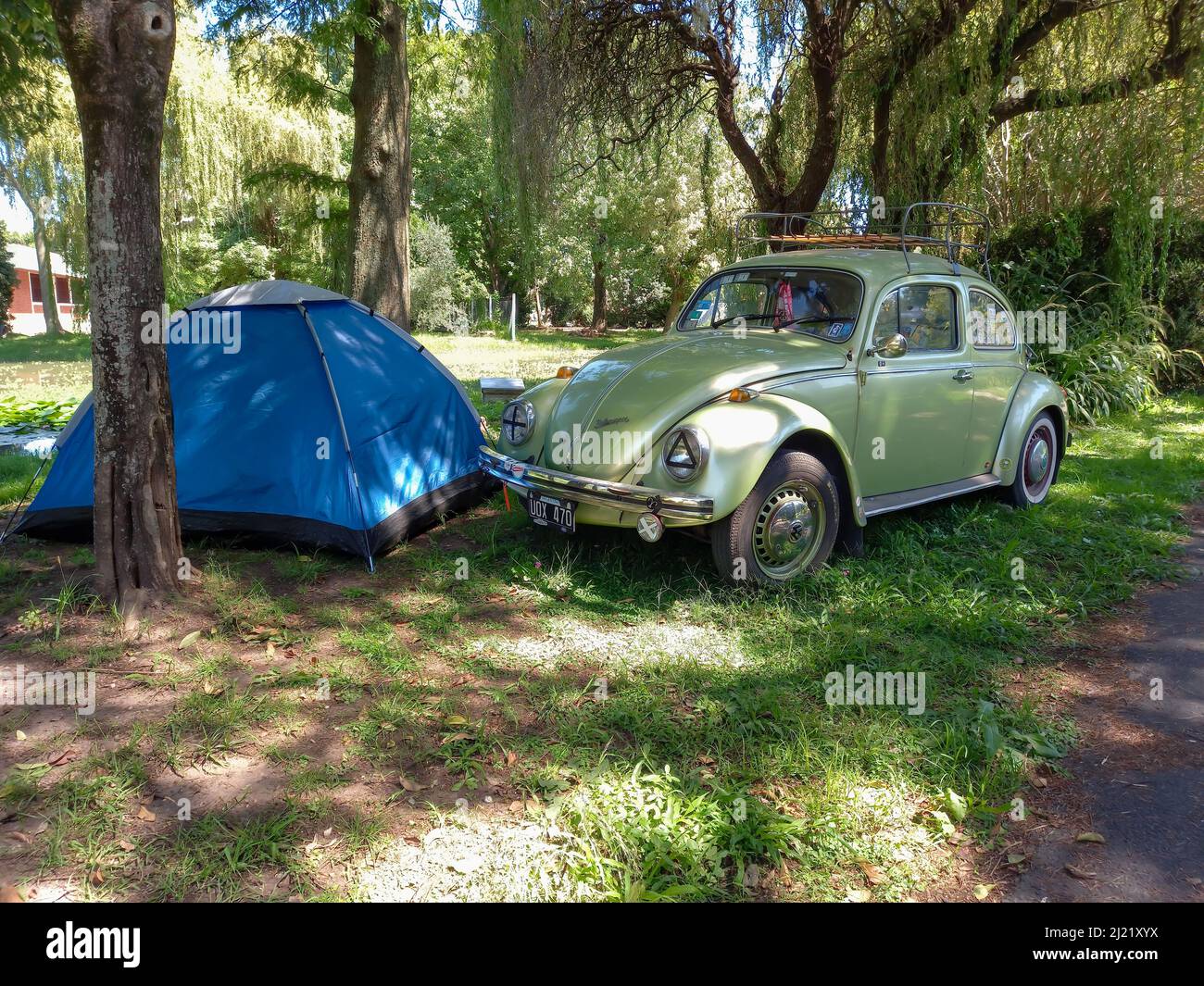 Camping in a blue tent with an old Volkswagen Beetle Type 1. Grass and ...