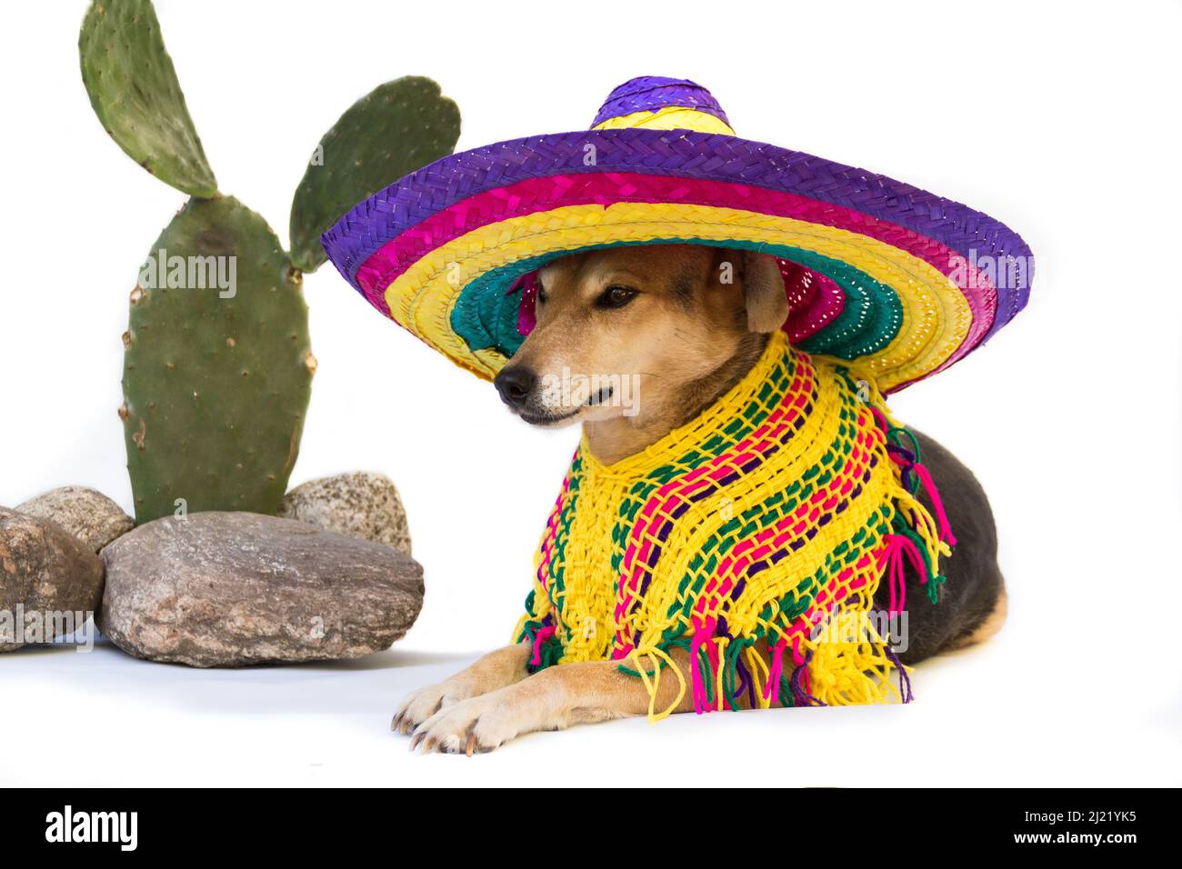 Dog dressed in a large Mexican hat and poncho Stock Photo - Alamy