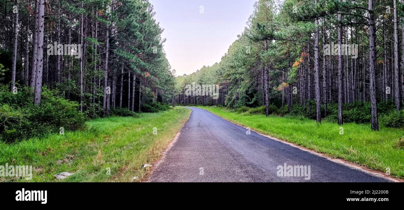 An asphalt road cutting trough a dense forest of pine trees Stock Photo ...