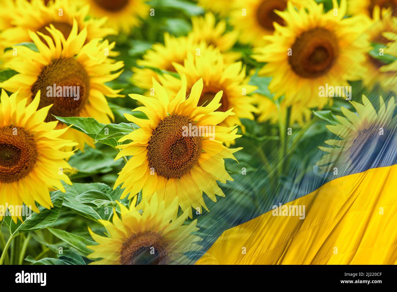 Flag of Ukraine - The Sunflower is the national flower of Ukraine. Stock Photo