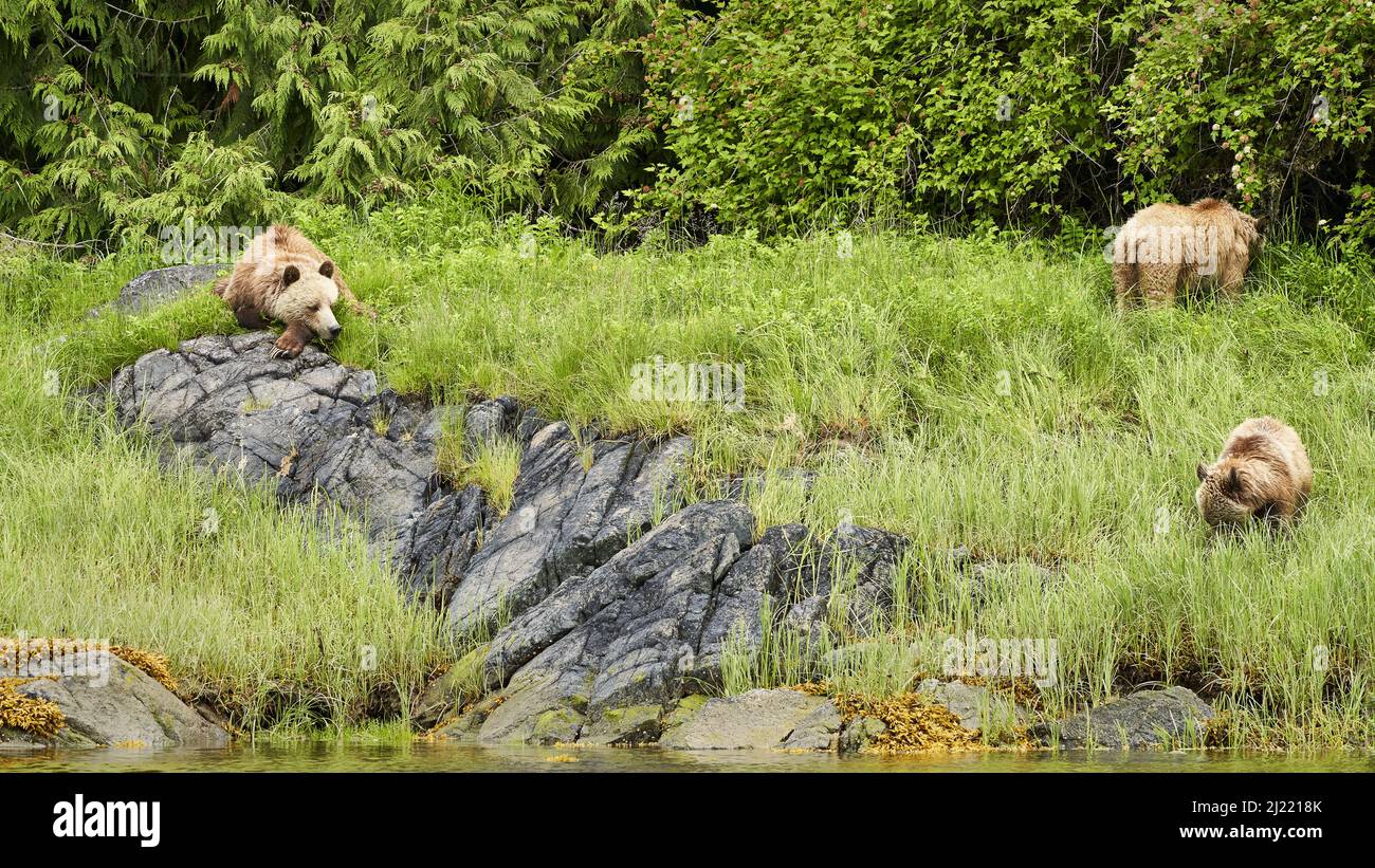 A mother grizzly bear and her two cubs in the tall springtime grass ...