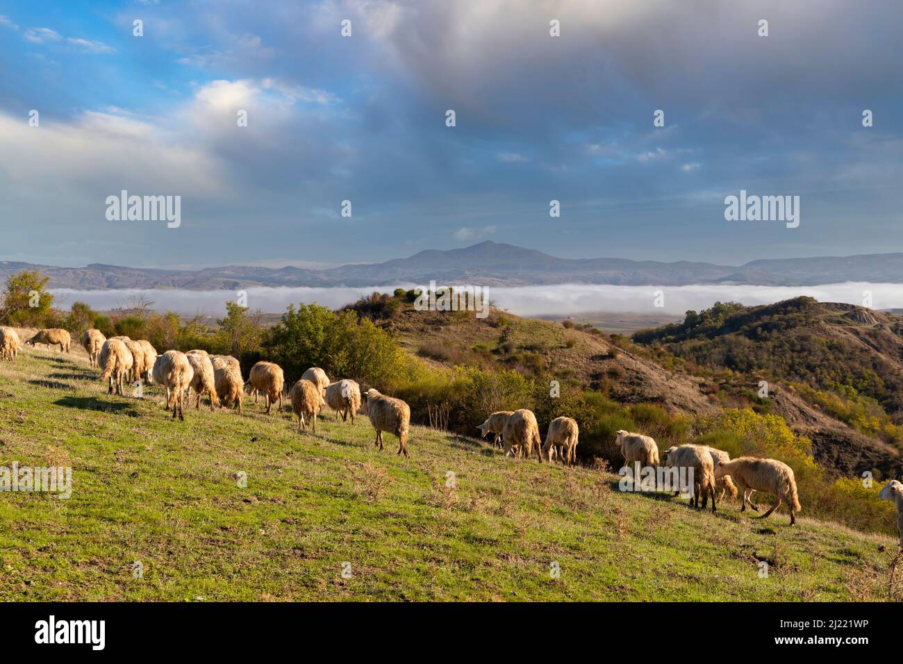 Grazing sheep in the fields of Tuscany, Italy Stock Photo - Alamy