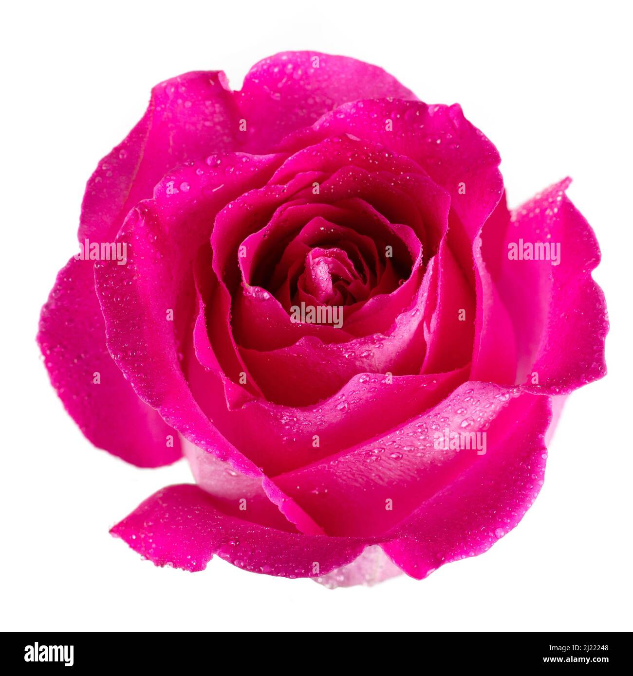 Beautiful pink rose isolated on white background Stock Photo - Alamy