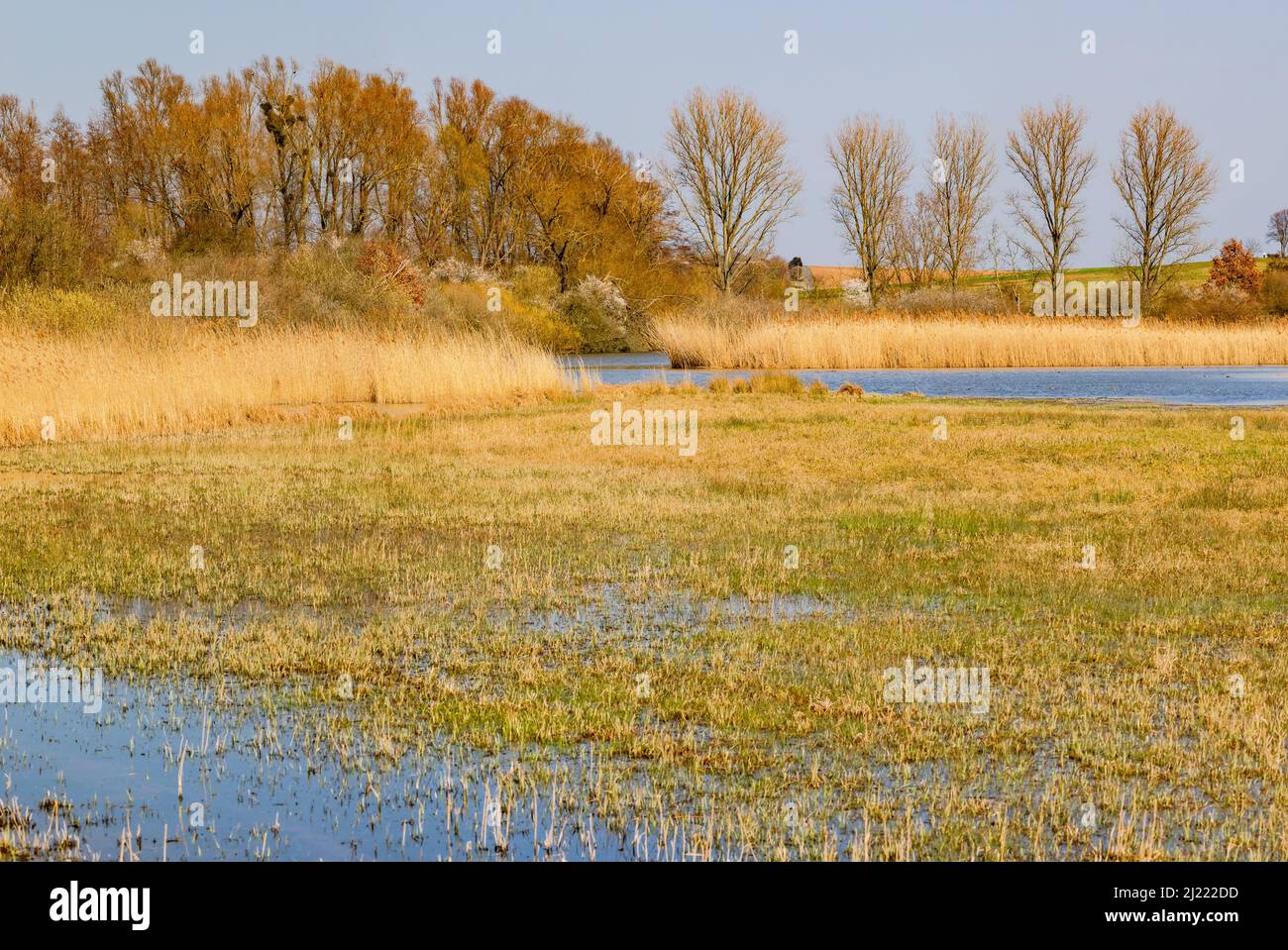 A swamp area on the shore of a standing body of water is an idyllic natural paradise in Germany Stock Photo