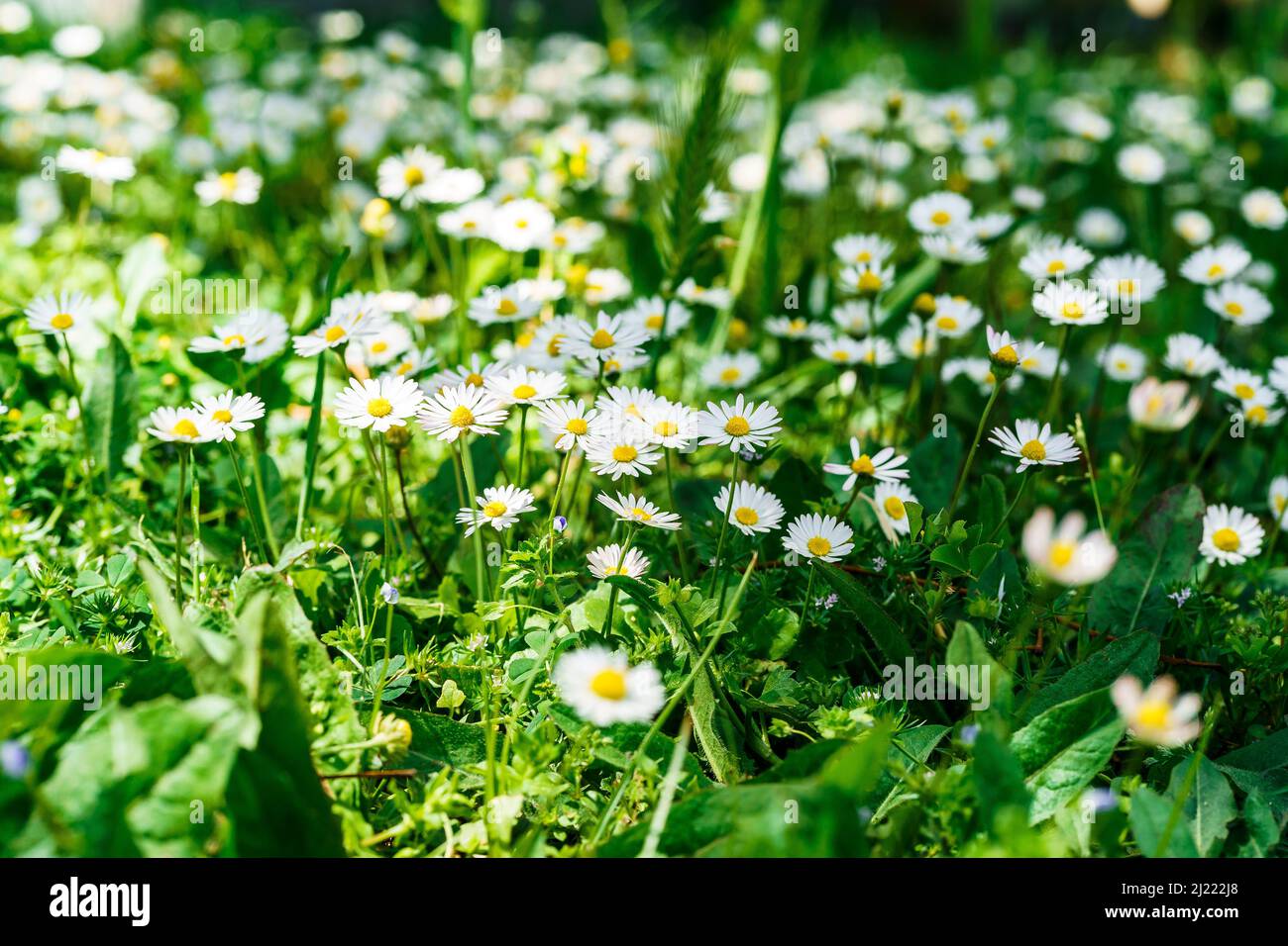 Daisies in the sun field with daisies and green grass Stock Photo Alamy