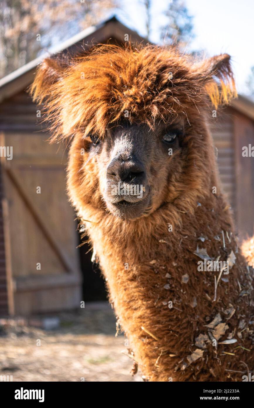 A closeup shot of brown Alpaca looking at camera in background of cabin in zoo Stock Photo