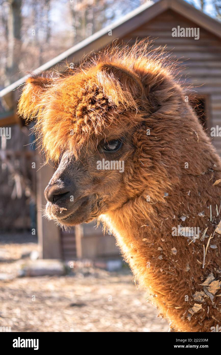 A side view brown Alpaca head in background of cabin in zoo Stock Photo ...