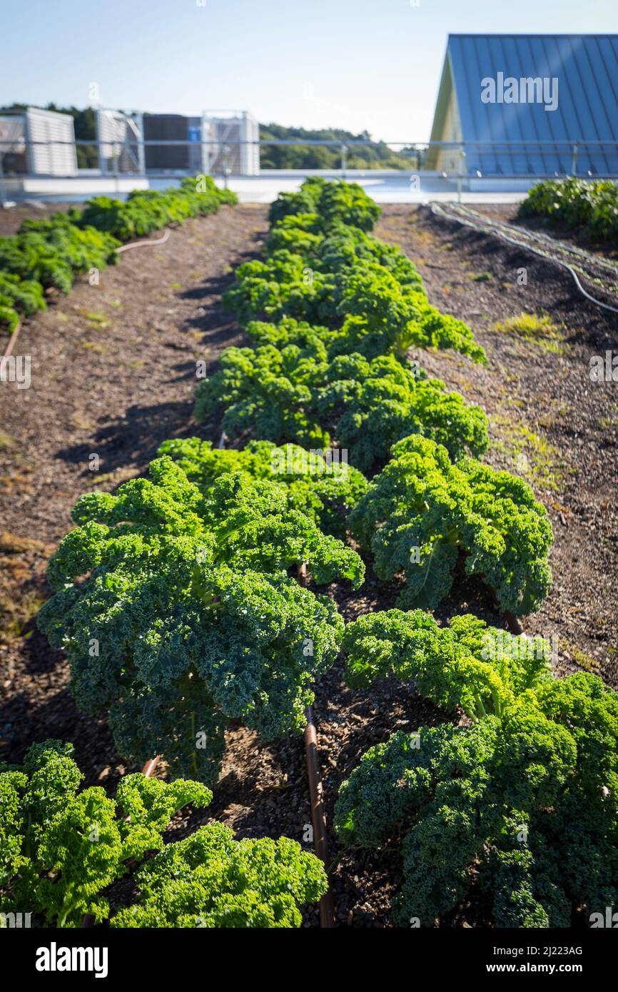 Vegetables growing on an organic farm, close up, kale plants with crinkly leaves. Stock Photo