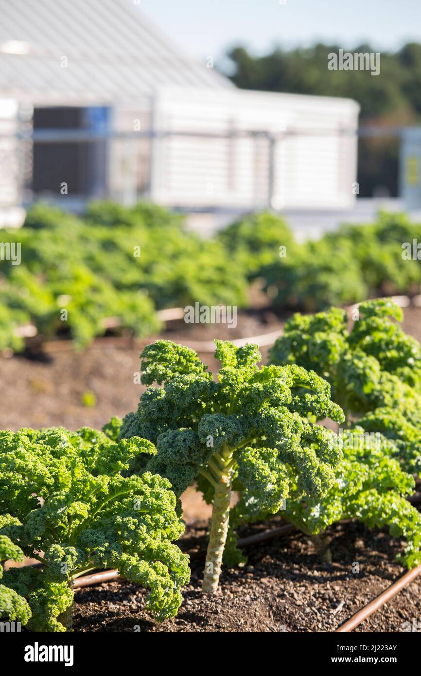 Vegetables growing on an organic farm, close up, kale plants with crinkly leaves. Stock Photo