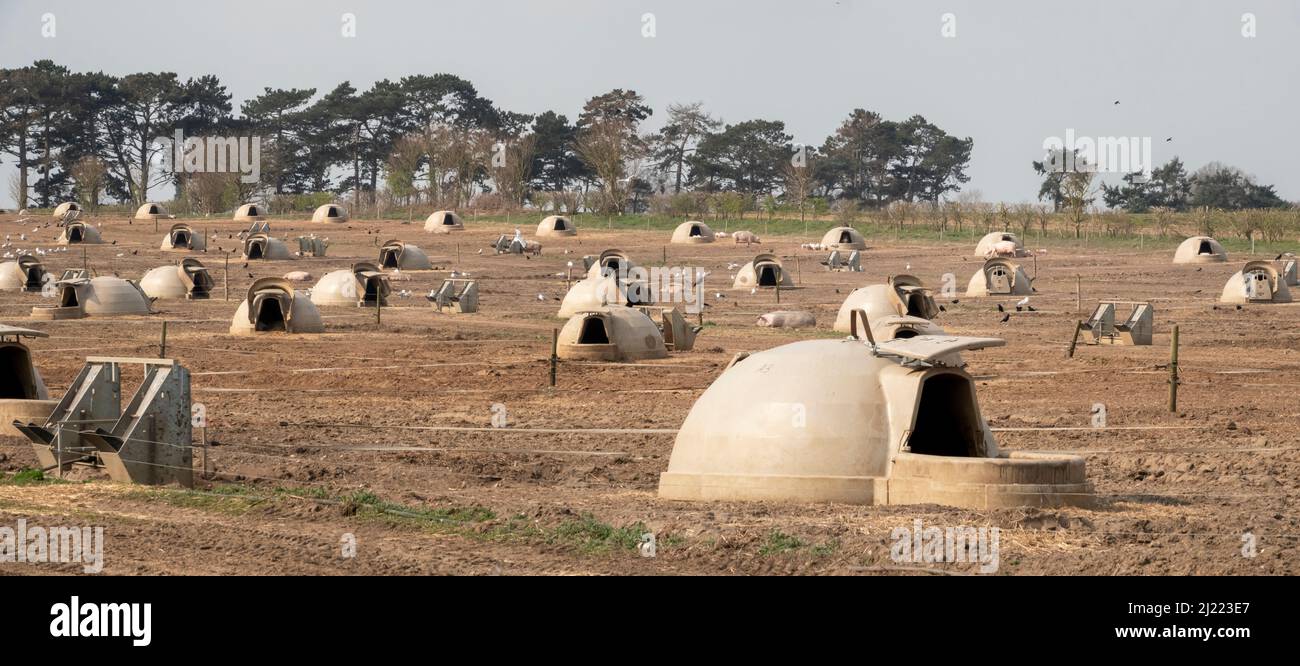 Panorama of a large field with many pig pods with one in the foreground and a resting pig Stock Photo