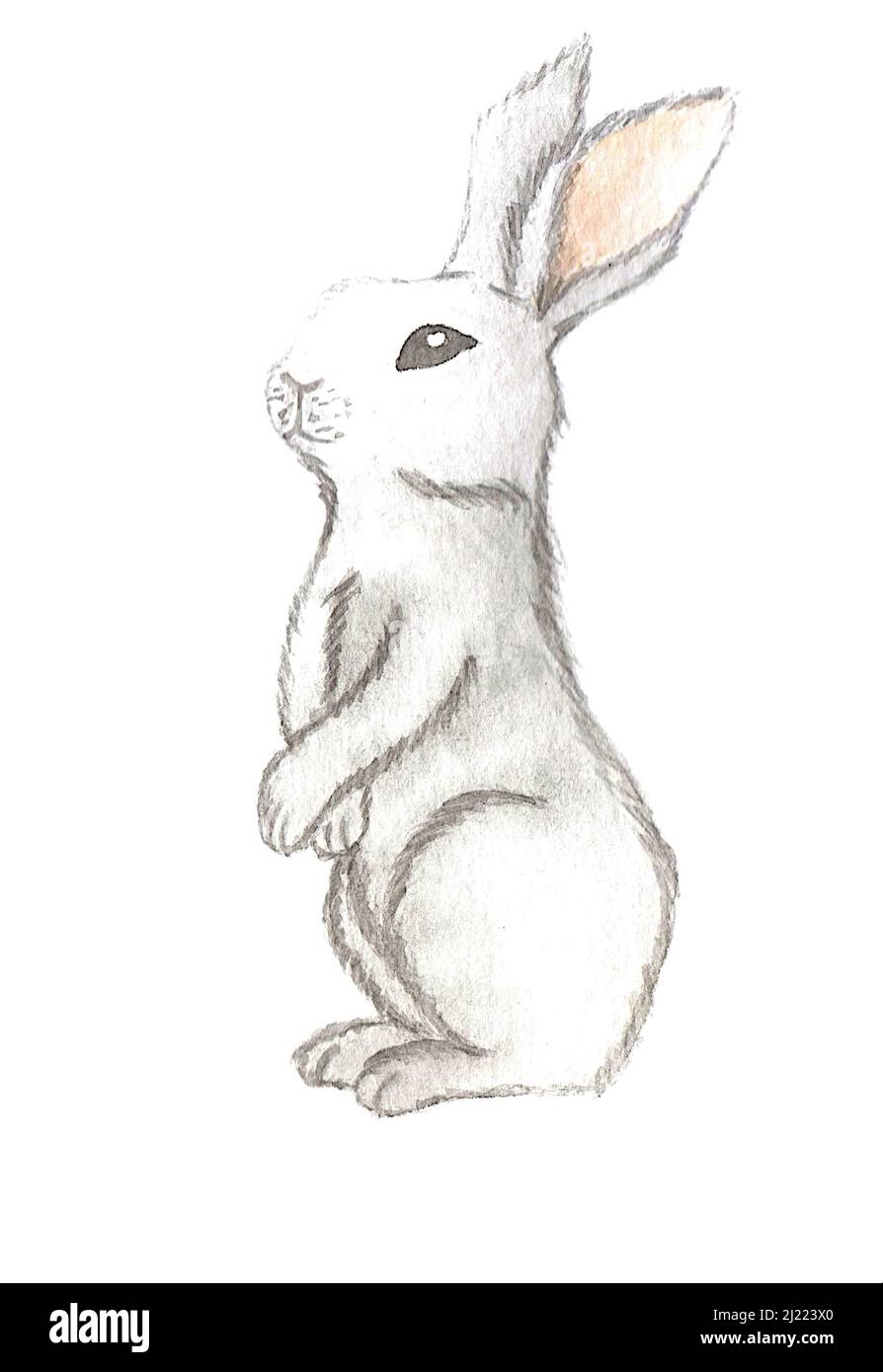watercolor hand painted bunny with white background. Easter rabbit with white background. watercolor bunny illustration. watercolor hare. Easter bunny Stock Photo