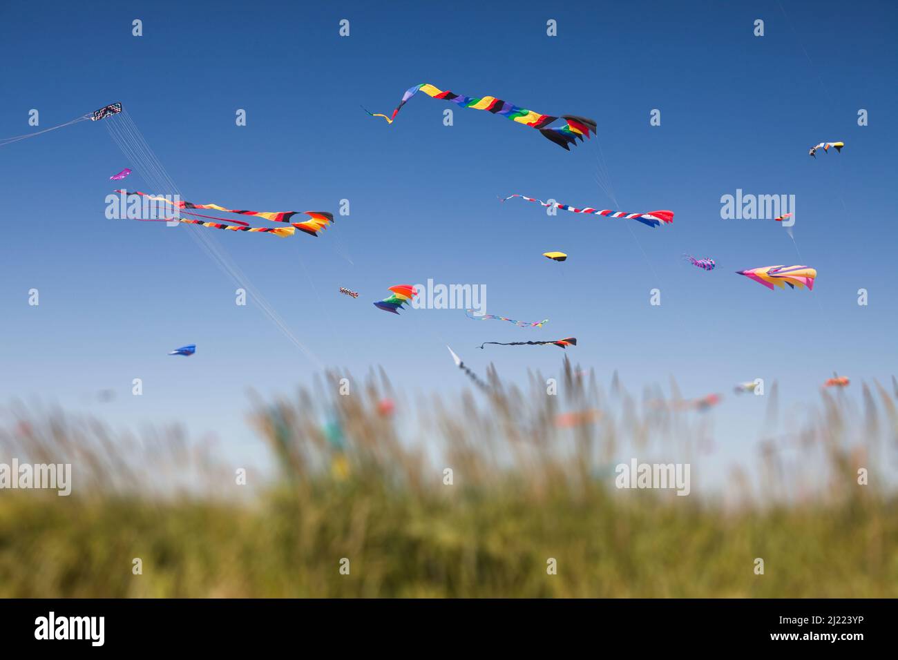 Colorful kites flying at a kite festival. Stock Photo