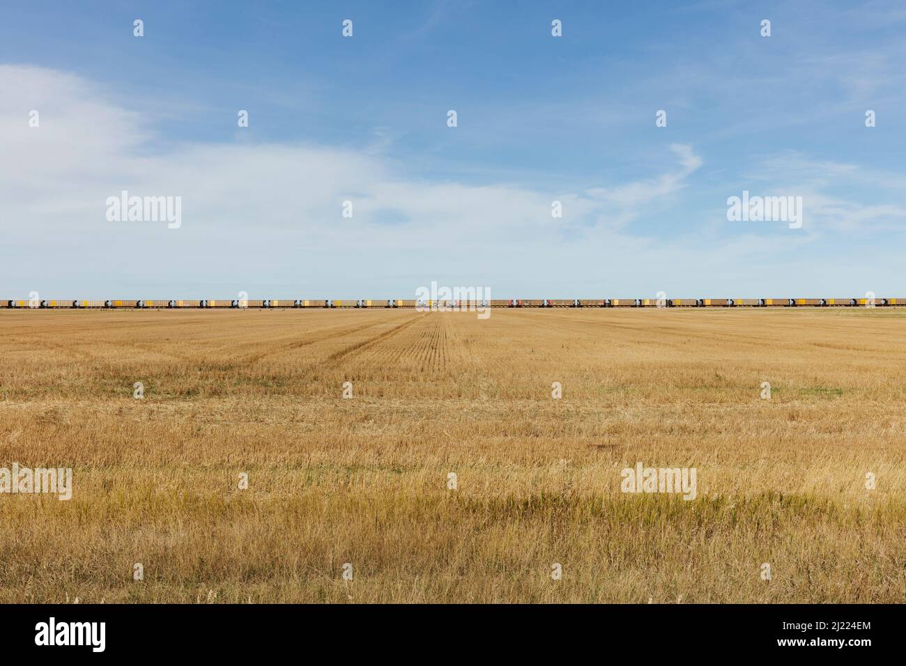 View across a stubble field and the long line of yellow boxcar wagons of a freight train on the horizon line. Stock Photo