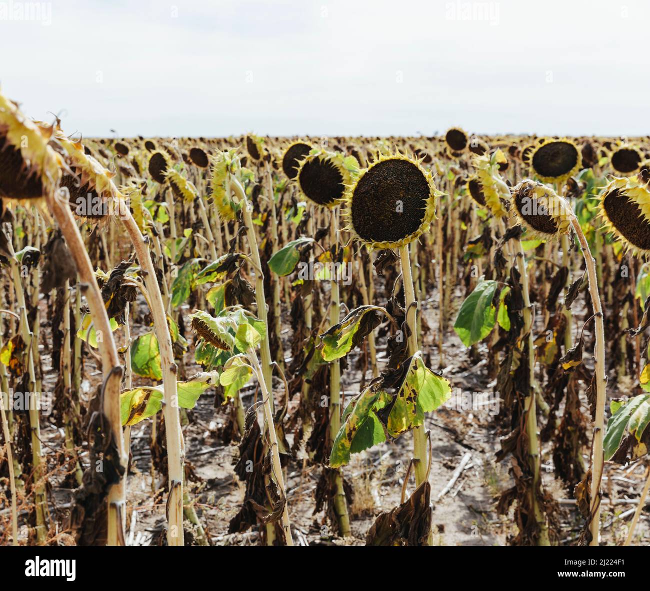 A field of sunflower plants, their heavy heads ripe with seed. Stock Photo