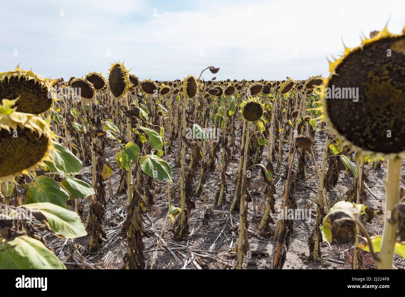 A field of sunflower plants, their heavy heads ripe with seed. Stock Photo