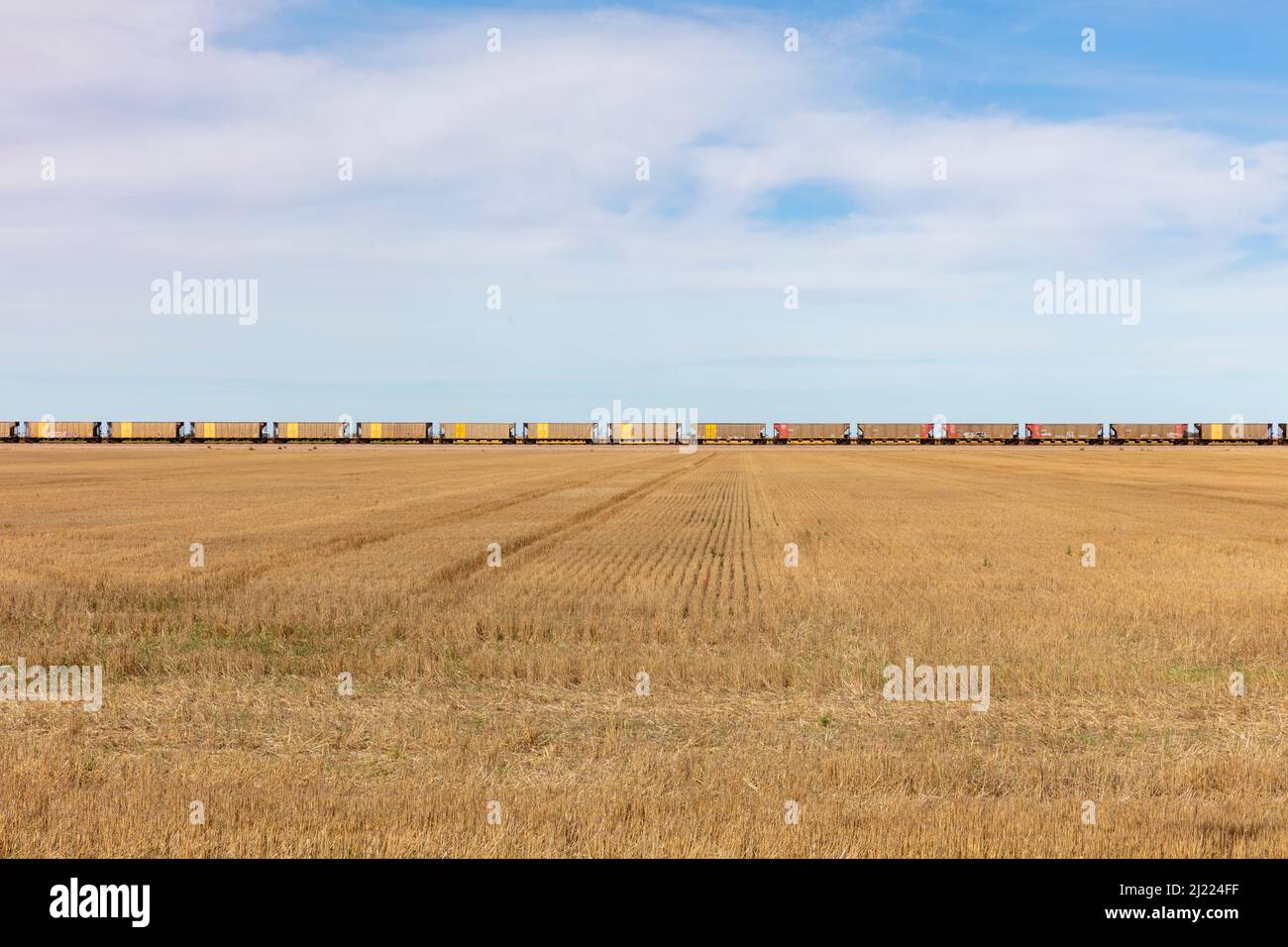 View across a stubble field and the long line of yellow boxcar wagons of a freight train on the horizon line. Stock Photo