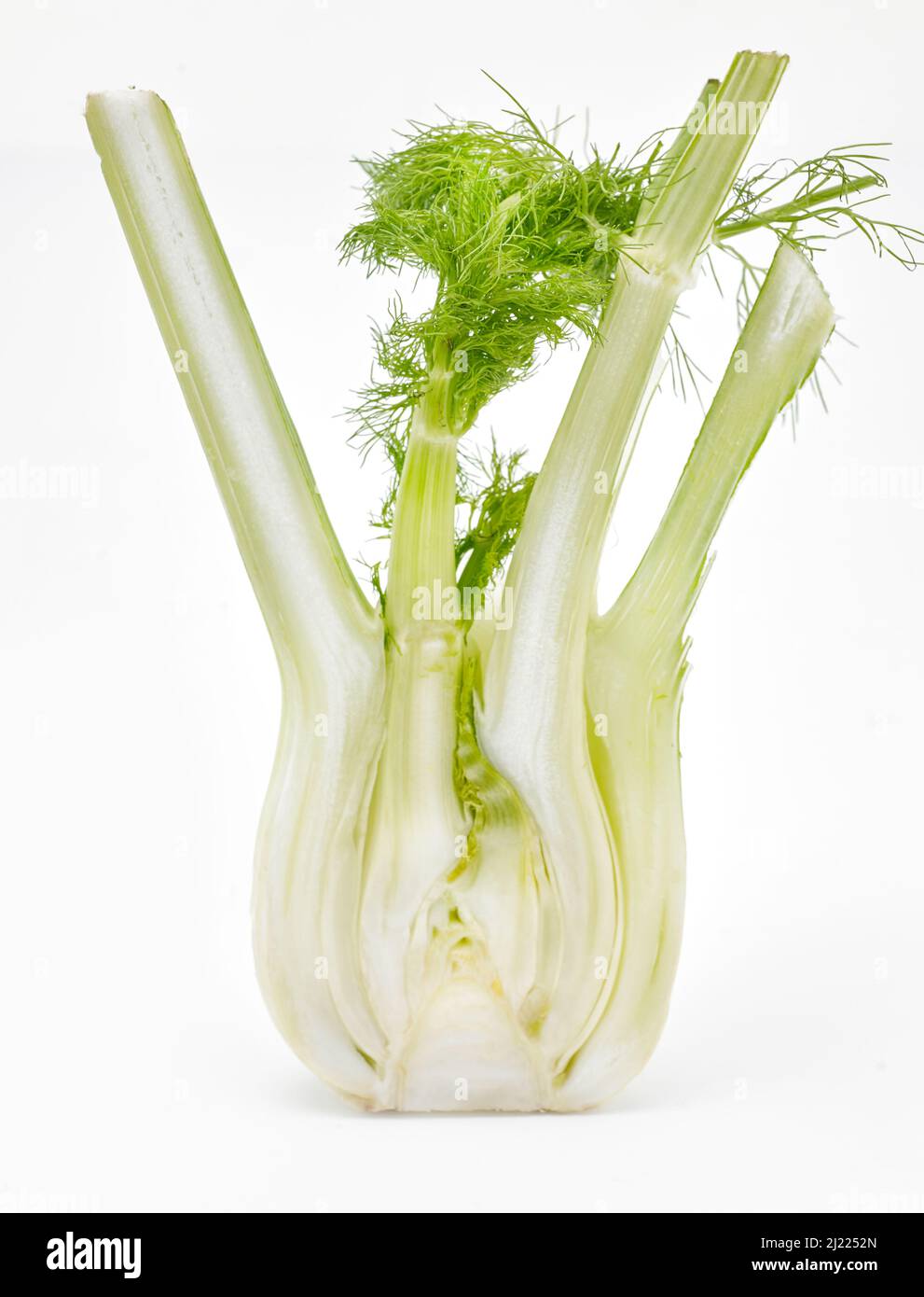 A sliced fennel bulb on a white background Stock Photo Alamy