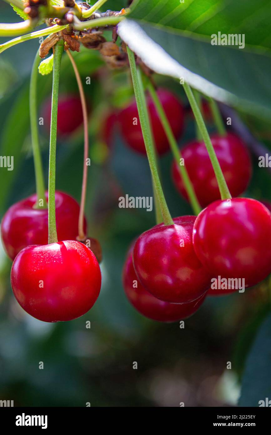 Sour cherry berries hanging on branch. Sour cherry tree in the orchard