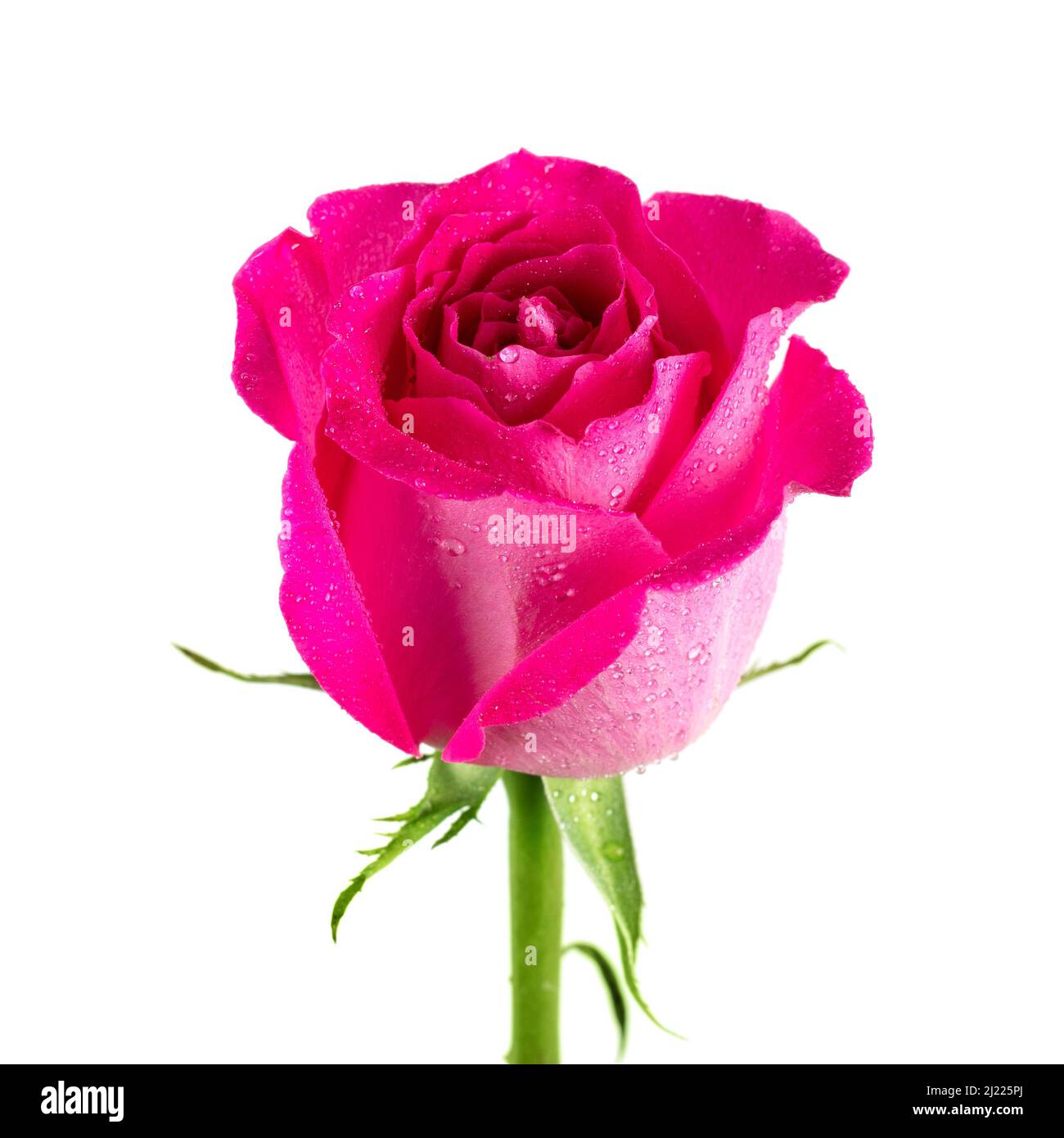 Beautiful pink rose isolated on white background Stock Photo - Alamy