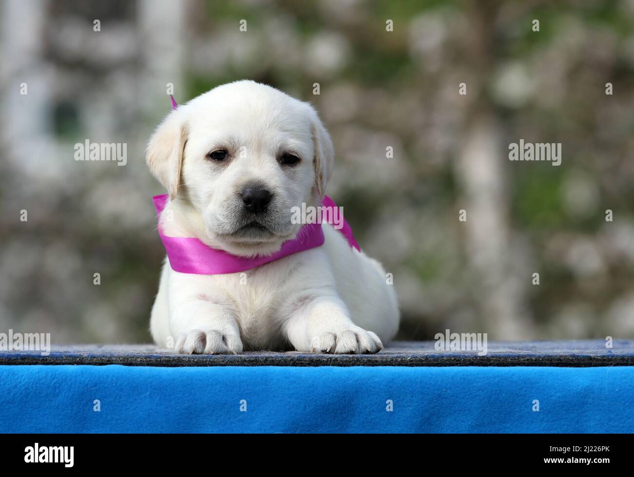yellow labrador puppy on the blue background portrait Stock Photo - Alamy