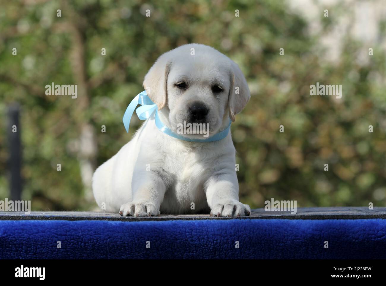 a yellow labrador puppy on the blue background portrait Stock Photo - Alamy