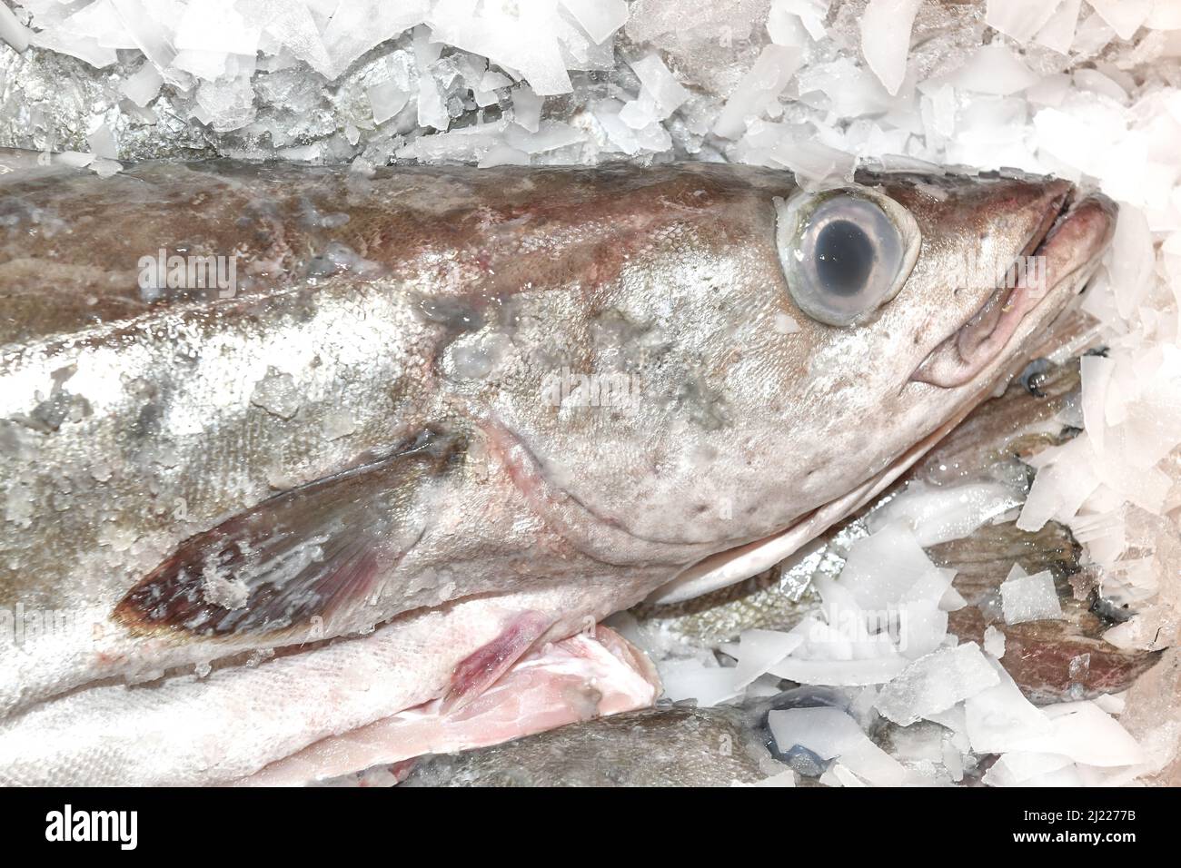 Fish head hires stock photography and images Alamy